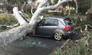 Storm damage from your trees, we can remove the damaged trees quickly