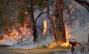 Trees close to the buildings drop leaves into guttering cause fire danger