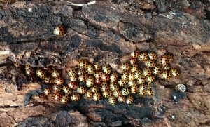 Strange lot of little lady birds