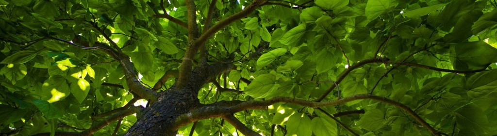 Correct pruning makes beautiful trees