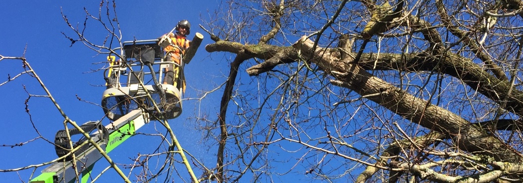 Correct pruning makes beautiful trees